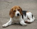 Beagle Harrier