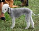Bedlington-Terrier
