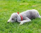 Bedlington-Terrier1