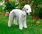 Bedlington-Terrier2