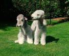 Bedlington-Terrier3