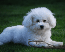 Bichon Frise