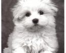 Bichon Maltais