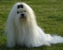 Bichon Maltais
