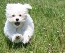 Bichon Maltais
