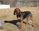 Black and Tan Coonhound