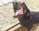 Black and Tan Coonhound