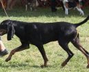 Black and Tan Coonhound