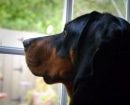 Black and Tan Coonhound