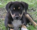 Black and Tan Coonhound