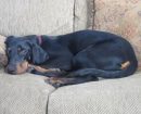 Black and Tan Coonhound