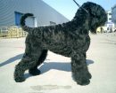 Black Russian Terrier