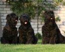 Black Russian Terrier