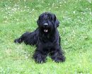 Black Russian Terrier