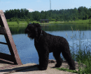 Black Russian Terrier