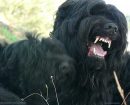 Black Russian Terrier