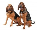 Bloodhound
