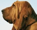 Bloodhound