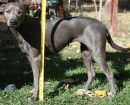 Blue Lacy