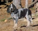 Bluetick Coonhound