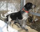 Bluetick Coonhound