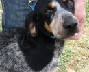 Bluetick Coonhound