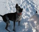 Bluetick Coonhound