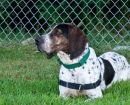 Bluetick Coonhound