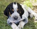 Bluetick Coonhound