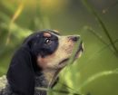 Bluetick Coonhound