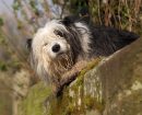 Bobtail