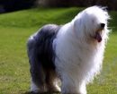 Bobtail