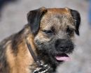 Border Terrier