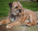 Border Terrier