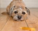 Border Terrier