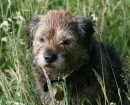 Border Terrier