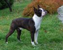 Boston Terrier