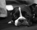 Boston Terrier