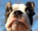 Boston Terrier