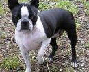 Boston Terrier