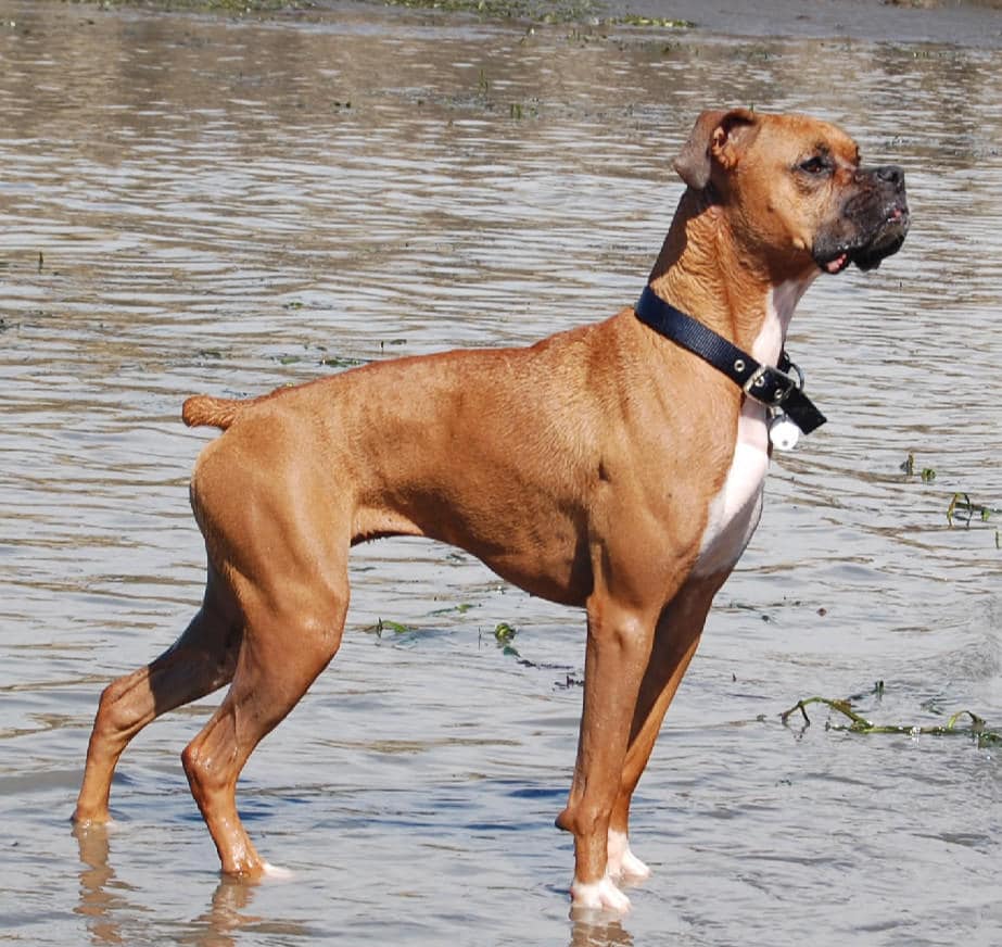 Boxer - Dogs breeds | Pets