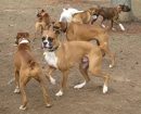 Boxer