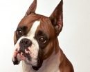 Boxer