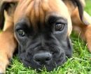 Boxer