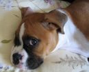 Boxer