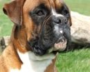 Boxer