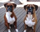 Boxer