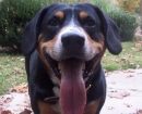 Boyero de Entlebucher