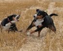Boyero de Entlebucher
