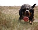 Boyero de Entlebucher